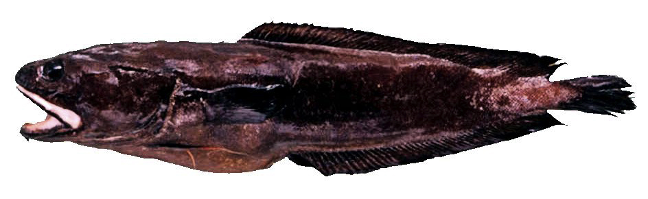 Raniceps raninus_33336